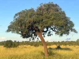 Cassia abbreviata subsp. beareana where flat earth looks its best